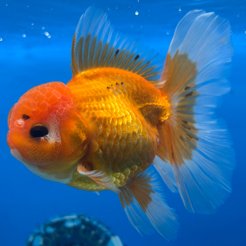 Thai Oranda Tri-Color 3” Body Female(BIN-CK-1062)SHOWTANK2