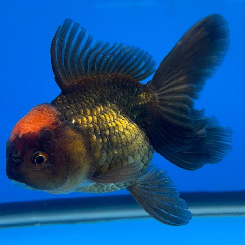 Thai Oranda Black Body Red Cap 3” Body Female(CK-674)R1B10