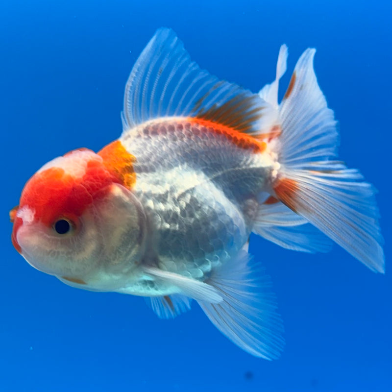 Thai Oranda Red/White 2.5” Body Male(CK-1294)R3B01