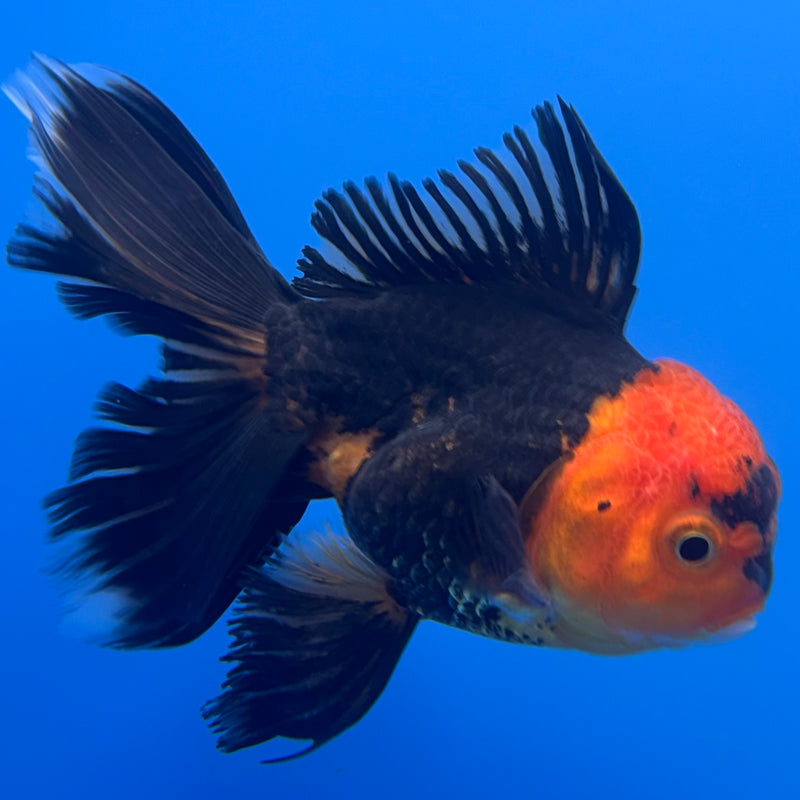 Thai Oranda Apache 3” Body Male(CK-710)R1A06