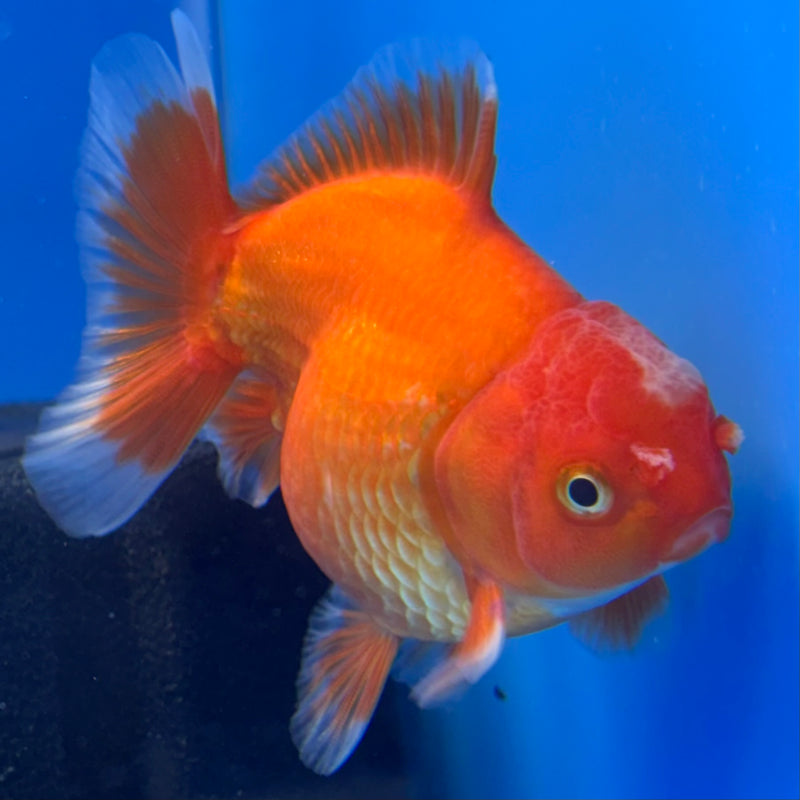 Thai Oranda Full Red 3” Body Male(CK-712)R1A06