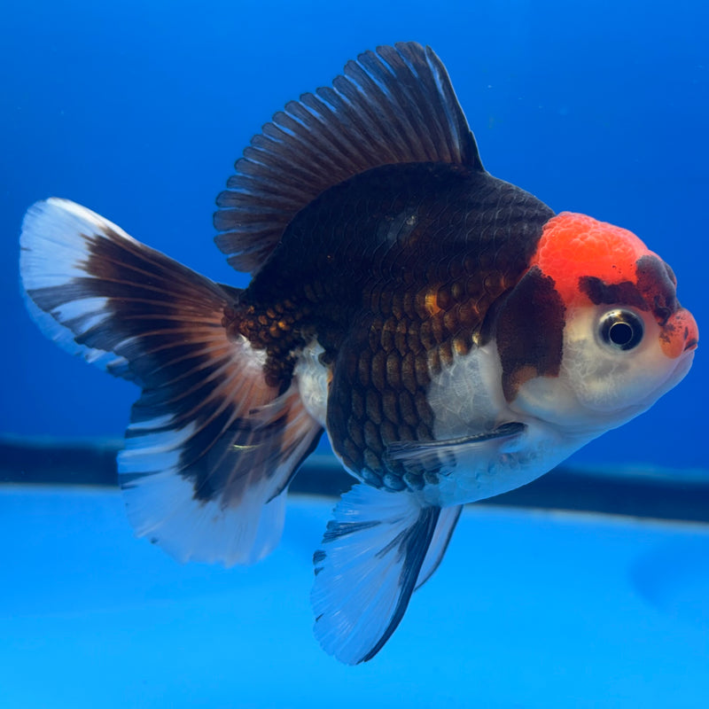 Thai Oranda Tri-Color 3” Body Male(CK-839)R3B20
