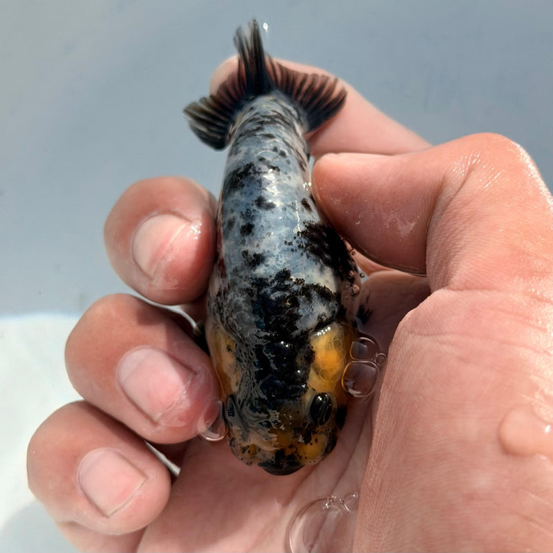 (KP-228) Thai Cow/White Tiger Dragon Head Ranchu R3B05