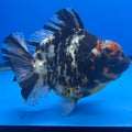 Thai Jumbo White Tiger Calico Yuanbao 4.50" Body  Female (NKT-CK-1578)BLUETUB-B