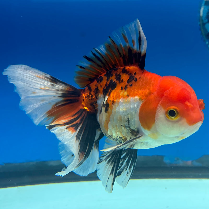 Thai Oranda Apache 3.5” Body Male(CK-1488)R2B19