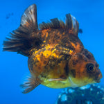 Thai Oranda Calico Yuanbao by SHOGUN 2.5” Body Male(CK-1589)R3B09