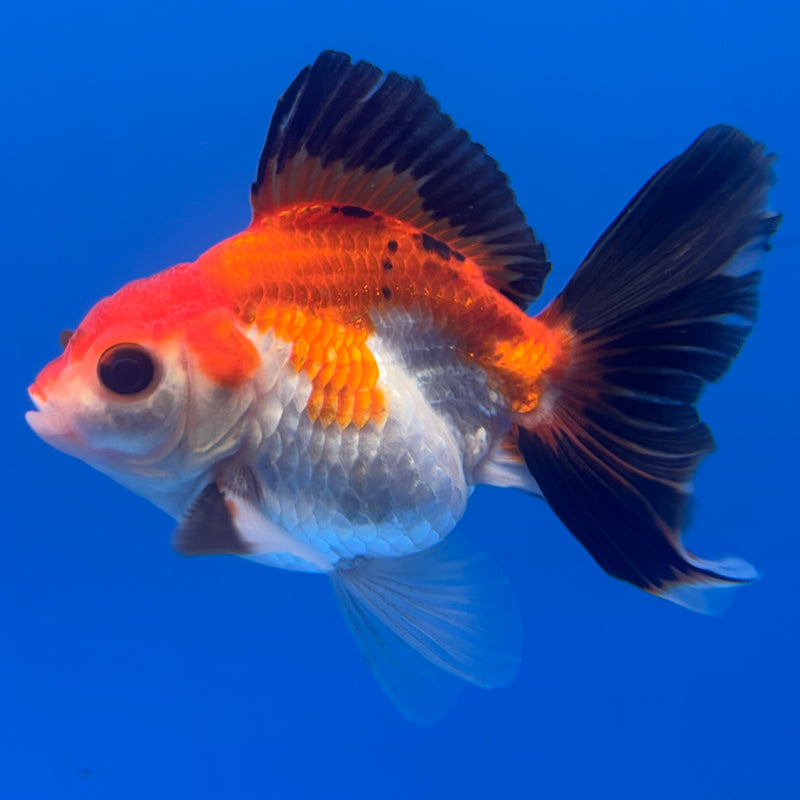 Thai Oranda Apache 2.5” Body Male(CK-848)R3B18