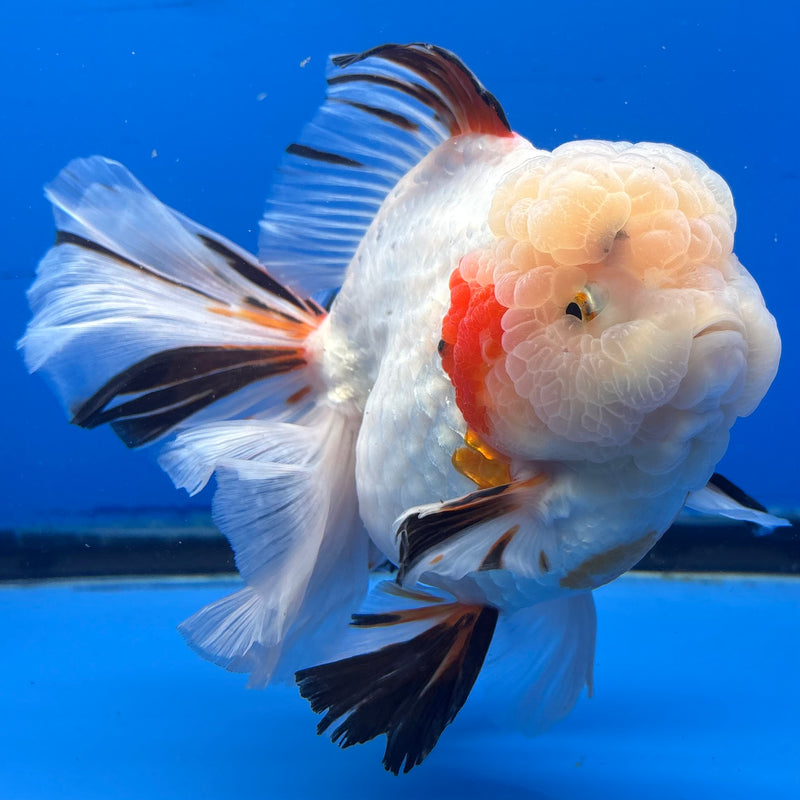 Thai Oranda Tri-Color RoseTail 4.5” Body Female(NKT-CK-1034)SHOWTANK2