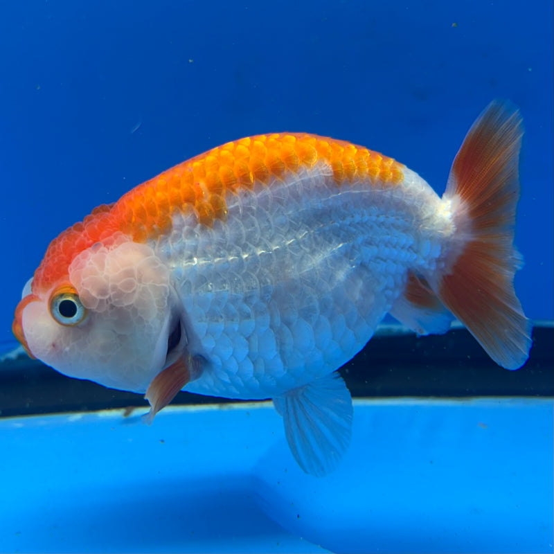 Thai Ranchu Red/White 3.5” Body Female(CK-830)R3A13