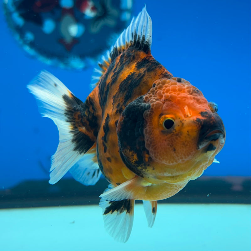 Thai Oranda SHOGUN 3” Body Male(CK-1139)R3A15