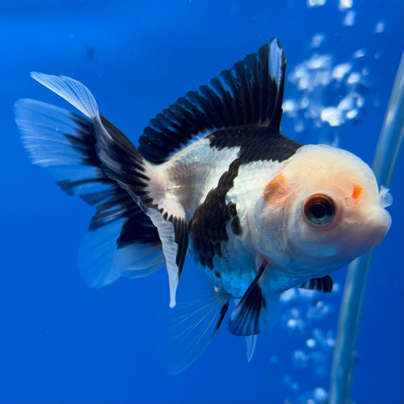 Thai Oranda Panda/Tri-Color 2” Body Female(CK-1008)R3B16