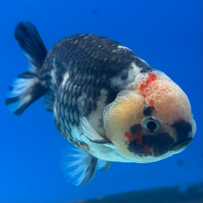 Thai Ranchu Dark Calico 3.5" Body Male(CK-900)R1B10