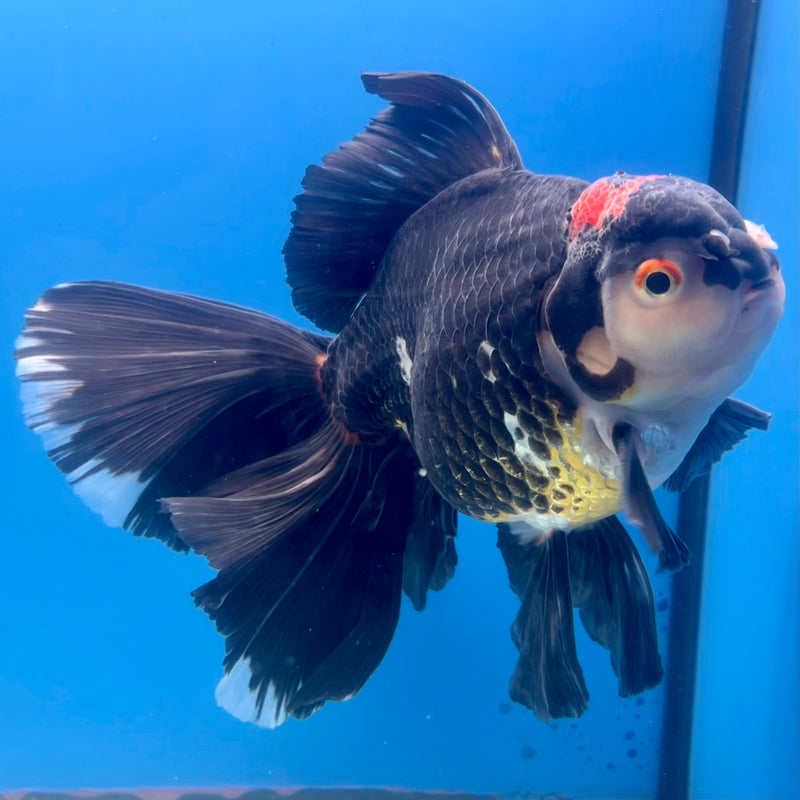 Thai Oranda AA Quality Tri-Color Orchid Tail 5.5” Body Male(CK-1106)SHOWTANK2
