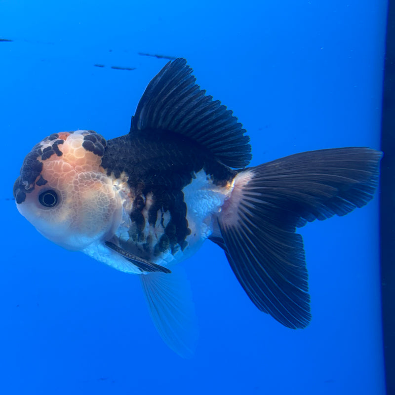 Thai Oranda Panda 3” Body Male(CK-965)R3B18