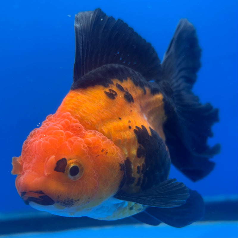 Thai Oranda Apache 3” Body Female(CK-837)R3A14