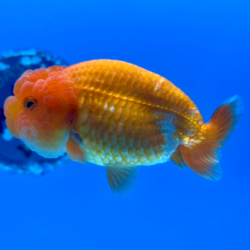 Thai Ranchu Red/White 3.5” Body Female(CK-1126)R1B05
