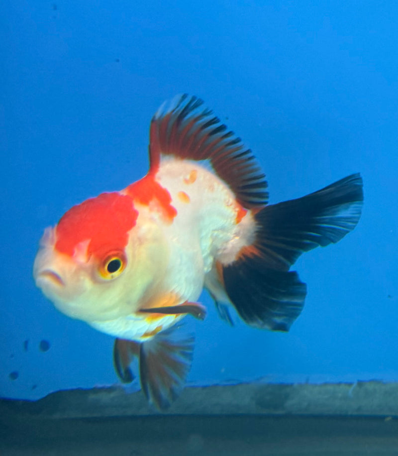 Thai Oranda Tri-Color 2.5” Female (FEB-269)R3A09