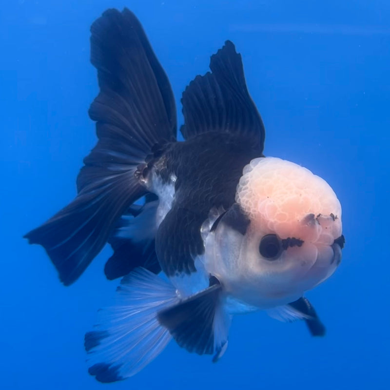 Thai Oranda Panda 3” Body Male(CK-1223)R1B08