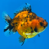 Thai Oranda Red Tiger Calico by Shogun Farm 3” Body Female(CK-1141)R3B18