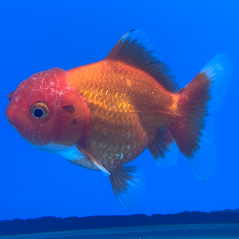 Thai Oranda Red/White 2.5” Body Female(CK-1002)R3B18