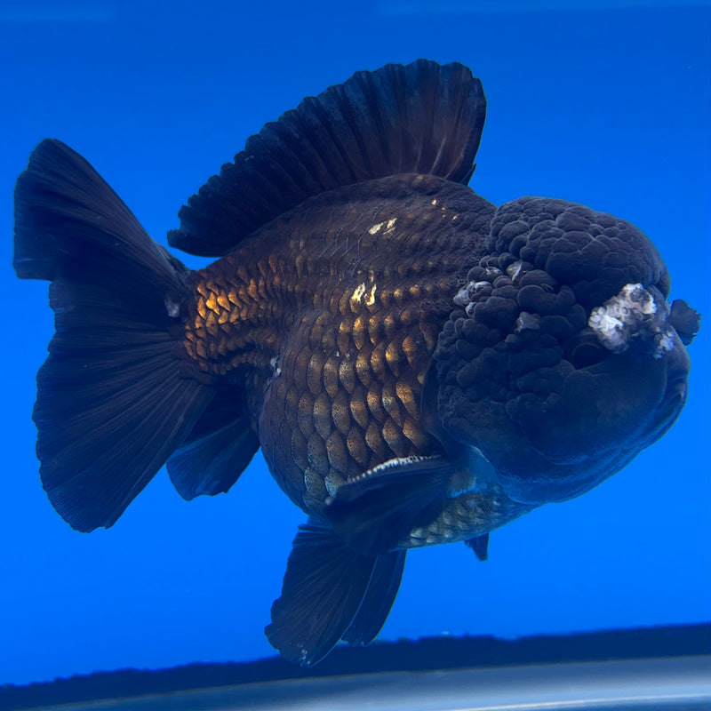Thai Oranda JUMBO Full Black/Panda 4” Body Male(QGF-CK-1344)BLUETUB1