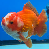 Thai Oranda Red/White 4” Body Male(CK-1449)R2A10