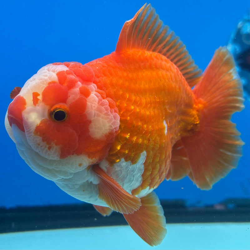 Thai Oranda Red/White 4” Body Male(CK-1449)R1BLUETUB1