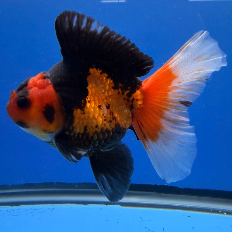 Thai Oranda Apache Tri 4in Male (FEB-311)R2B04