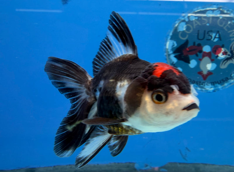 Thai Oranda Panda Red Cap 2.5” Female (FEB-274)R3A09