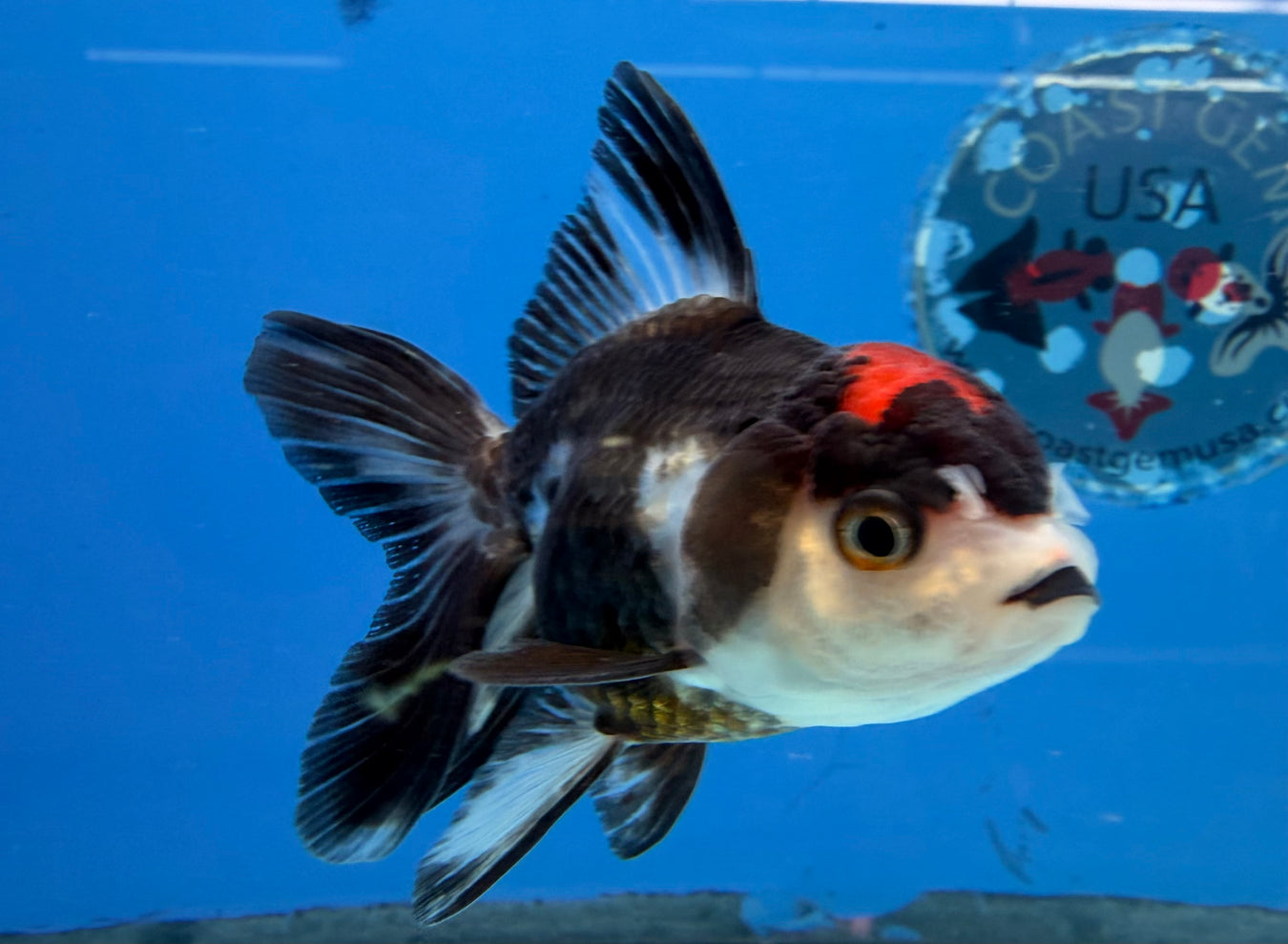 Small Goldfish - What you See is What You Get