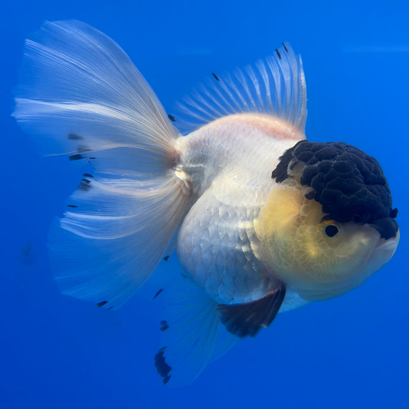 Thai Oranda NOK AA Medium Breed Peacock Tail Lemon Head Panda 4” Body Female(CK-805)R1A08