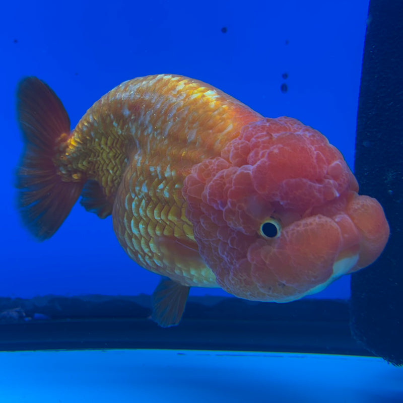 Thai Ranchu JUMBO Full Red 4.5” Body Female(CK-1451)SHOWTANK2