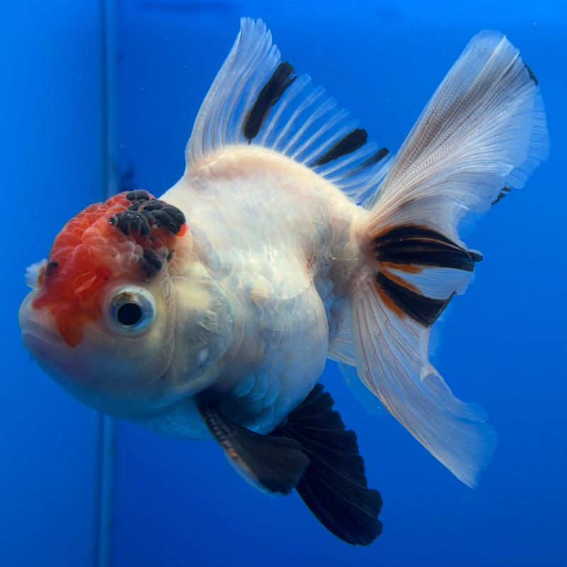 Thai Oranda Tri-Color Calico 3” Body Male(CK-718)R1A01