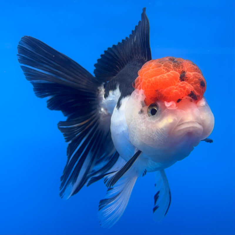 Thai Oranda Tri-Color 3.5” Body Female(CK-724)R1A02