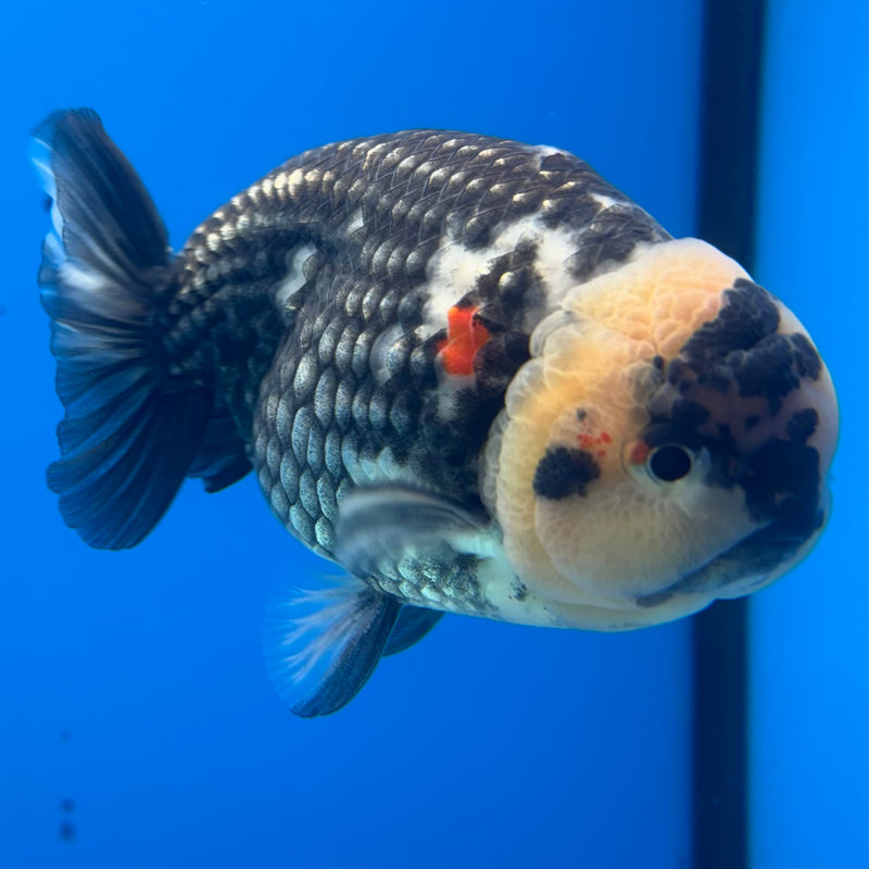 Thai Ranchu Lemon Head Dark Calico 3.5" Body Male(CK-895)R1A11