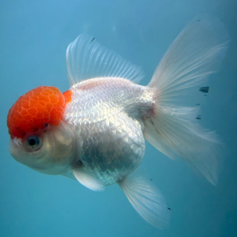Live Premium Fancy Goldfish Thai Oranda Red Cap White Body Female 3.5” Body (JC-002) R1A10