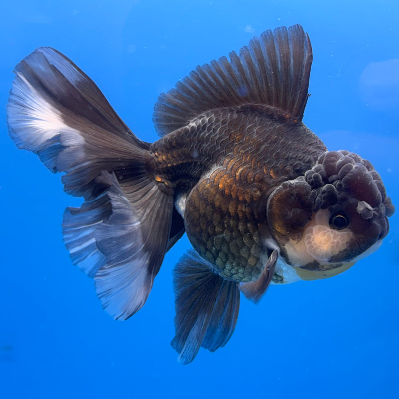 Thai Oranda Panda 3.5” Body Male(CK-693)R1B07