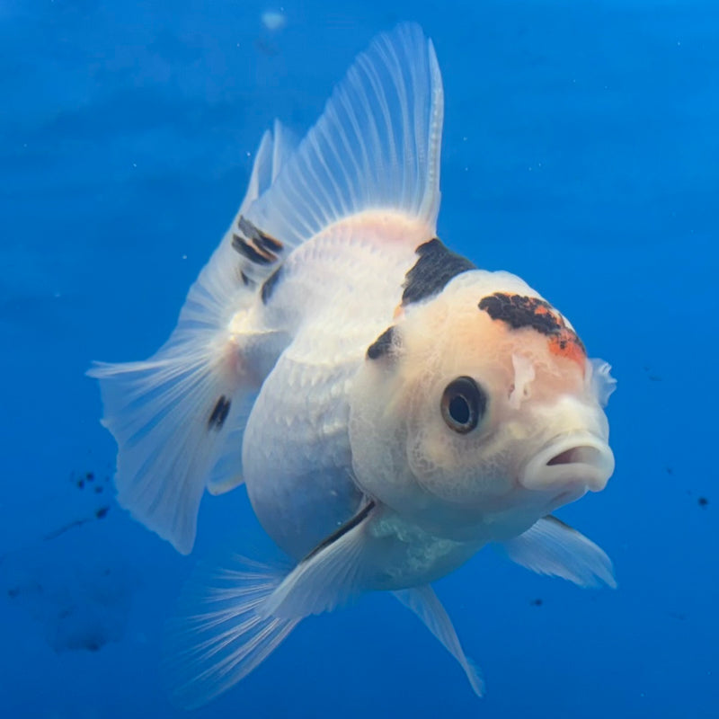 Thai Oranda Panda 2.5” Body Female(CK-1291)R3B01
