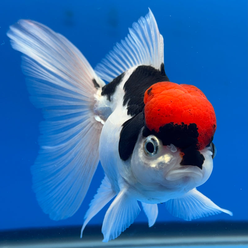 Thai Oranda Tri-Color 3” Body Female(CK-677)R1B10