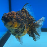 Thai Oranda Calico 3” Body Female(CK-1499)R3A05