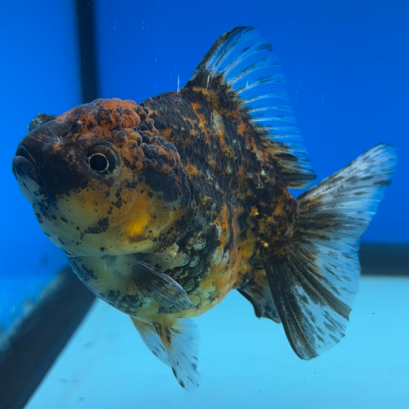 Thai Oranda Calico 3” Body Female(CK-1499)R3A05
