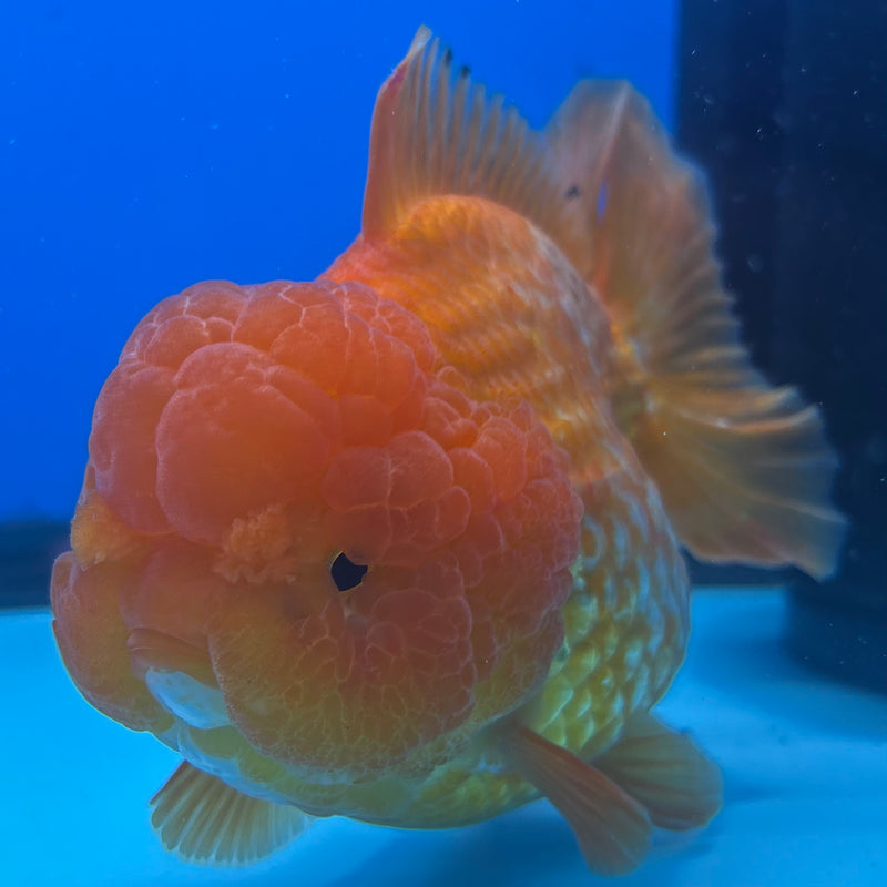 Thai Oranda Full Red 4” Body Female(CK-1450)R1BLUETUB1