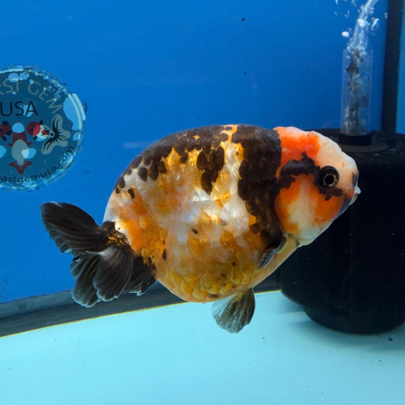 Chinese Ranchu Tiger Calico 4in Female (FEB-278)BLUETUBC