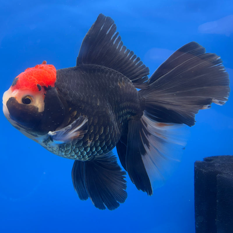 Thai Oranda AA JUMBO Tri-Color 4.5” Body Male(AA-CK-1353)R1BLUETUB3