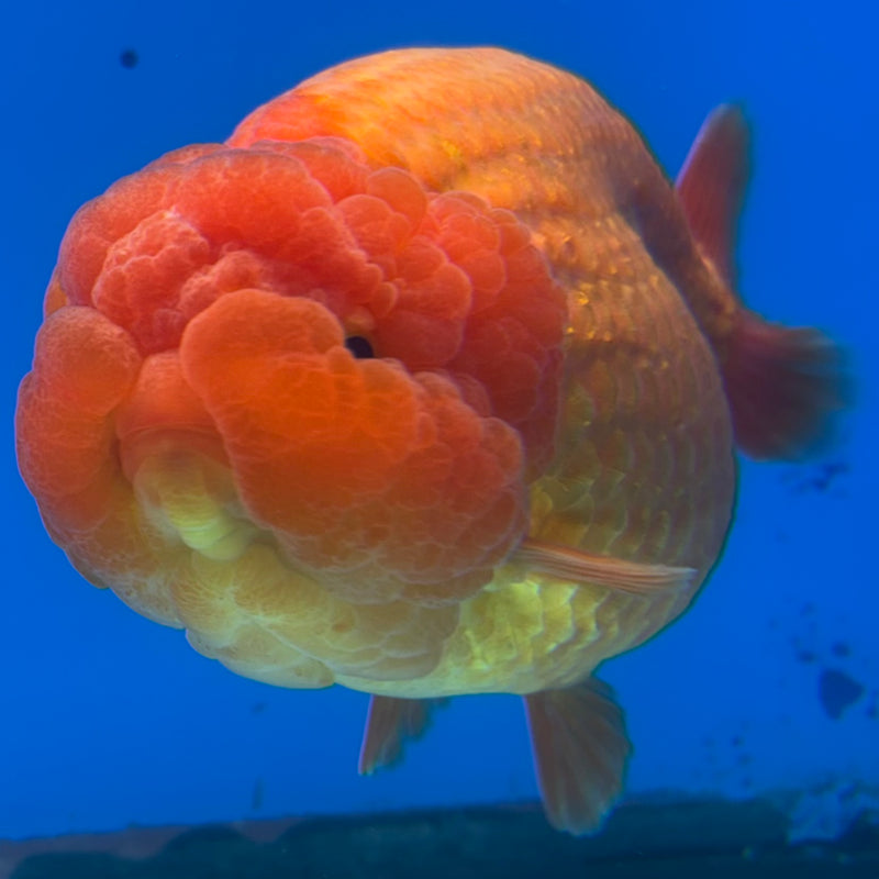 Thai Ranchu JUMBO Full Red 4.5” Body Female(CK-1316)SHOWTANK2