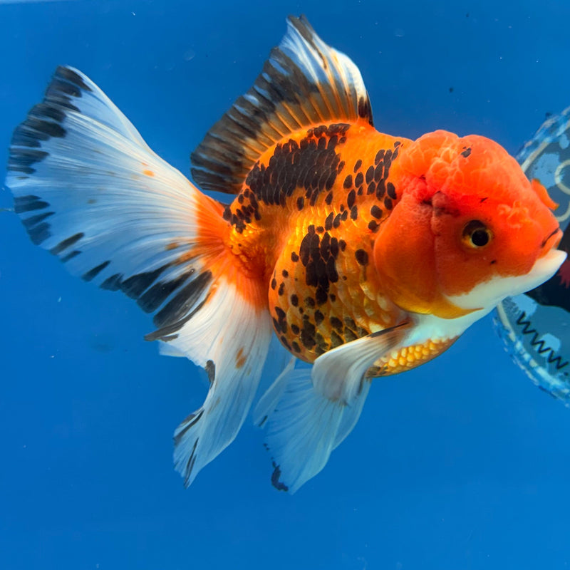 Thai Oranda Tri-Color 4in Female (FEB-312)R2B04