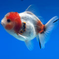 Thai Oranda Calico Yuanbao by SHOGUN 2.8” Body Male(CK-1591)R3B09