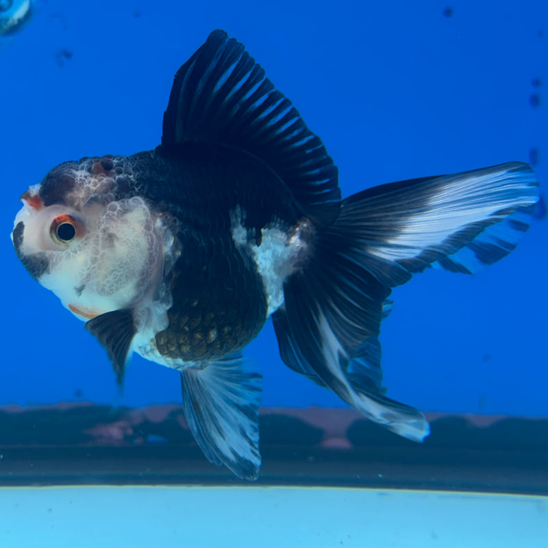 Thai Oranda NOK Tri-Color 2.5” Body Female(NOK-CK-1180)R3B16