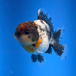 (KP-258) SHOGUN 2.5'' Calico Oranda (TUB15)