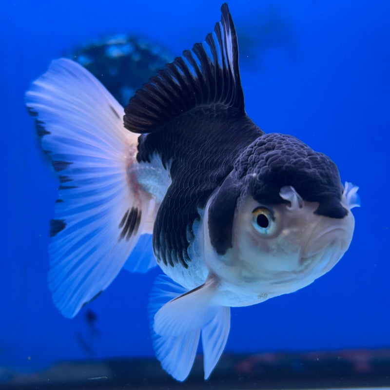 Thai Panda Oranda 3“Body Female (JCD-117)R4B09